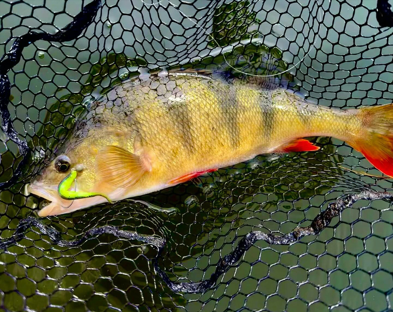 RenzStein Beastly Twist 9cm